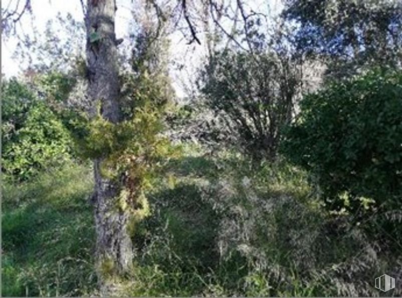 Suelo en venta en Camino Bajo Fuente El Saz, Algete, Madrid, 28110 con planta, árbol, paisaje natural, ramita, cielo, planta terrestre, hierba, maletero, arbusto y paisaje alrededor