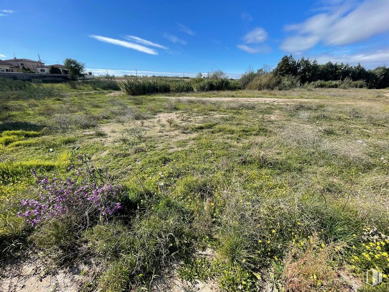 Land for sale at Calle Mártires, El Álamo, Madrid, 28607 with cloud, sky, plant, natural landscape, tree, land lot, grass, grassland, groundcover and plain around