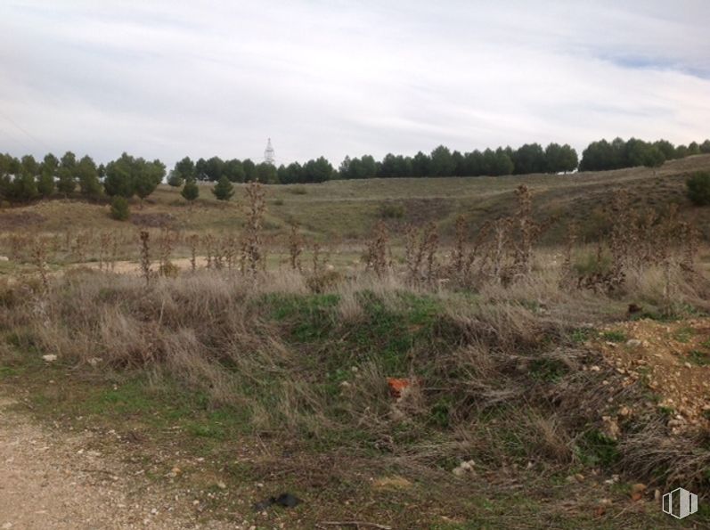 Suelo en alquiler y venta en Carretera M-206, Loeches, Madrid, 28850 con animal, nube, cielo, planta, paisaje natural, árbol, arbusto, llanura, pastizal y paisaje alrededor