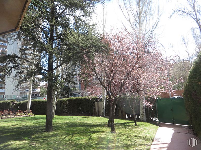 Oficina en alquiler en Calle Condado de Treviño, 9, Ciudad Lineal, Madrid, 28033 con edificio, planta, naturaleza, botánica, árbol, rama, cielo, sombra, hierba y bioma alrededor