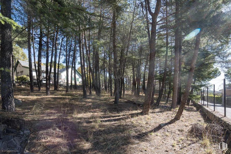 Land for sale at Calle Pino, Las Navas del Marqués, Ávila, 05239 with plant, natural landscape, wood, tree, sky, trunk, shade, twig, deciduous and grass around