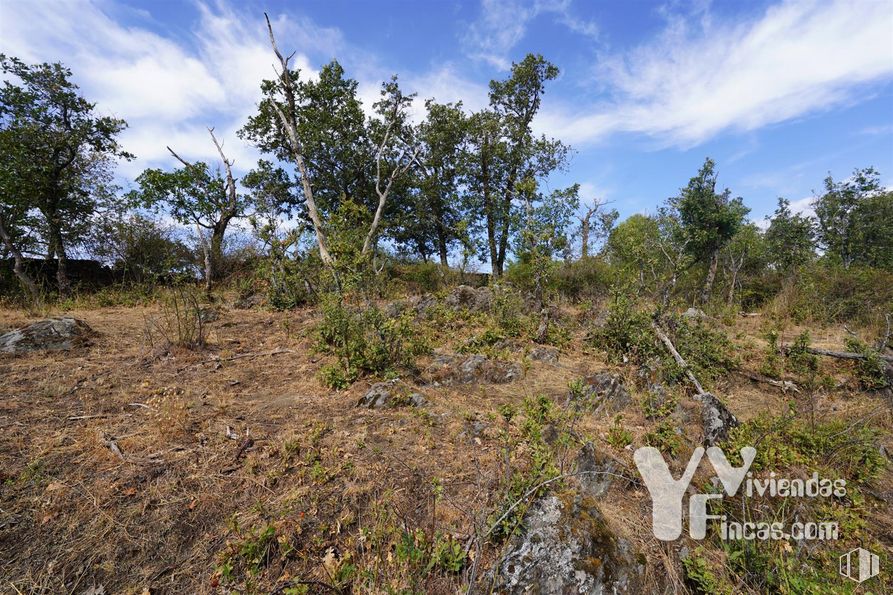 Land for sale at Polígono 9, Parcela 19, Campillo de Ranas, Guadalajara, 19223 with cloud, plant, sky, natural landscape, tree, grass, landscape, grassland, grass family and shrub around