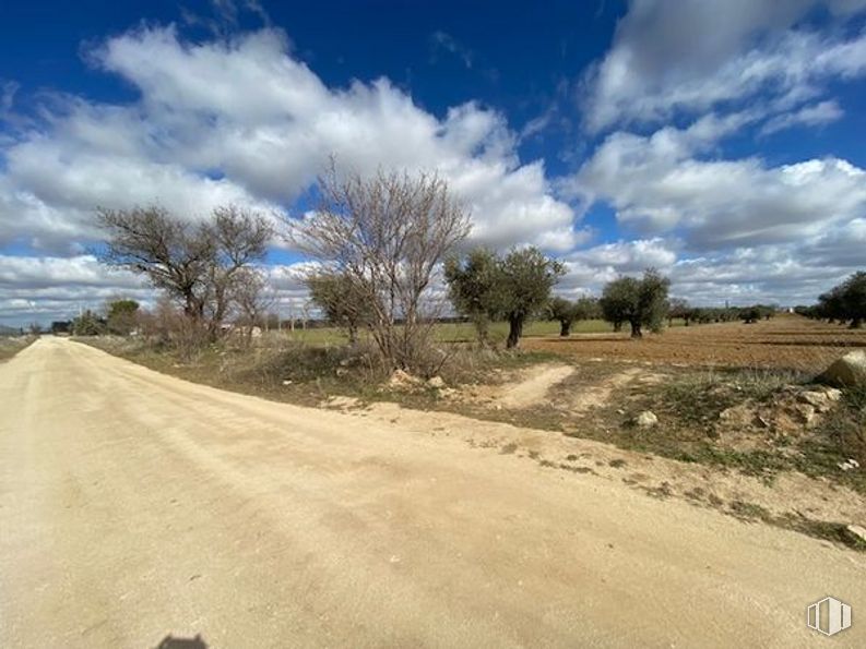 Land for sale at Carretera Sonseca - Casalgordo, Sonseca, Toledo, 45100 with animal, cloud, sky, plant, tree, natural landscape, road surface, asphalt, cumulus and grass around