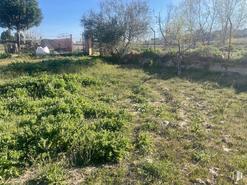 Land for sale at Camino de la Torre, Santa Cruz del Retamar, Toledo, 45513 with plant, sky, natural landscape, tree, land lot, grass, groundcover, shrub, grass family and landscape around