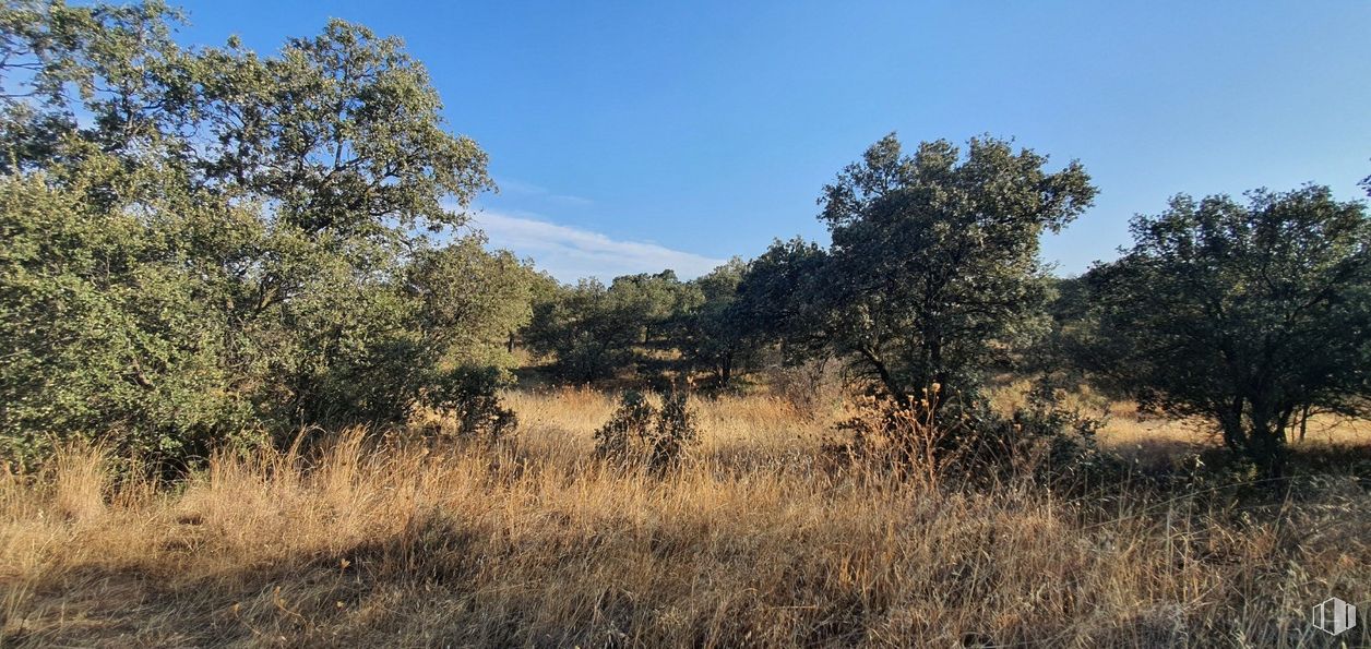 Land for sale at Urbanización Sector 1, Hormigos, Toledo, 45919 with animal, plant, sky, cloud, natural landscape, land lot, tree, shrub, twig and grass around