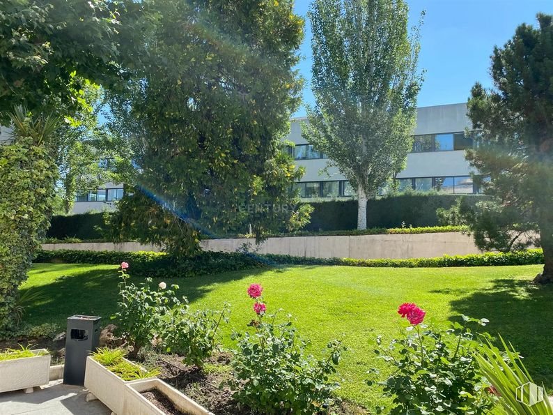 Oficina en alquiler y venta en Edificio Ecu, Calle Pollensa, 6, Las Rozas de Madrid, Madrid, 28230 con planta, flor, edificio, botánica, árbol, cielo, paisaje natural, lote de terreno, hierba y paisaje alrededor