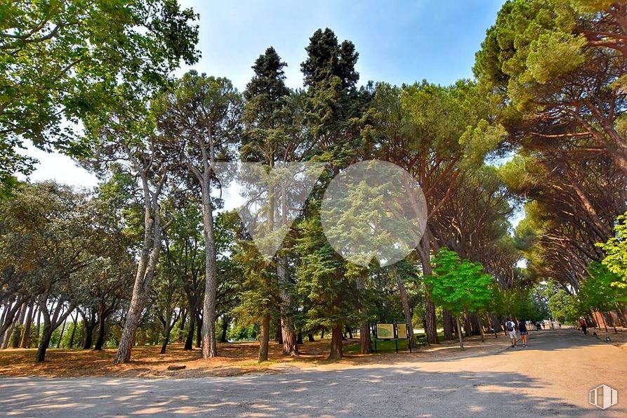 Retail for rent at Zona Renfe, El Escorial, Madrid, 28280 with plant, sky, tree, branch, natural landscape, arecales, road surface, grass, trunk and shade around