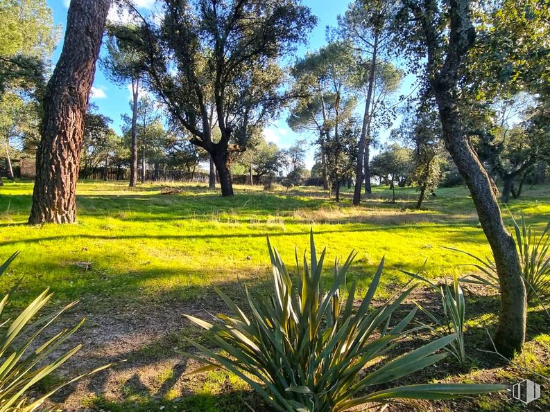 Suelo en venta en Zona Valdepastores - Las Encinas, Boadilla del Monte, Madrid, 28660 con planta, cielo, comunidad vegetal, árbol, paisaje natural, rama, arecales, planta terrestre, luz solar y lote de terreno alrededor