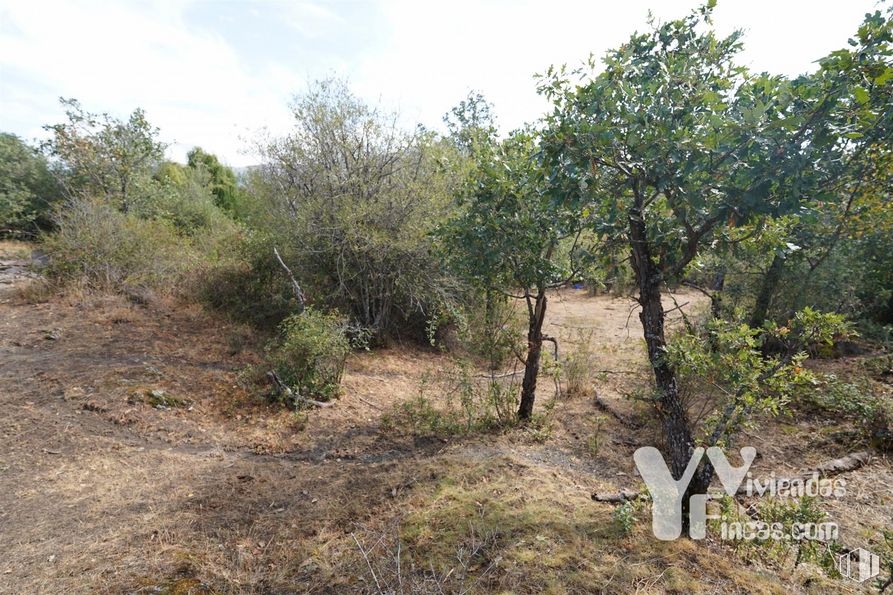 Land for sale at Polígono 9, Parcela 19, Campillo de Ranas, Guadalajara, 19223 with plant, sky, cloud, natural landscape, land lot, landscape, grass, shrub, grass family and tree around