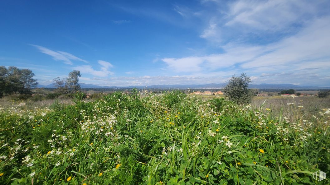 Land for sale at Zona Mirador de Fuente Romero, Hormigos, Toledo, 45919 with flower, sky, plant, cloud, plant community, natural landscape, land lot, grass, tree and herbaceous plant around