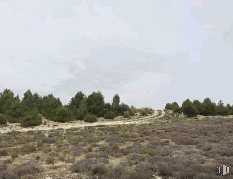 Land for sale at Zona Morrón de Arriba, Zarza de Tajo, Cuenca, 16470 with sky, cloud, plant, plant community, ecoregion, natural landscape, tree, grass, plain and grassland around