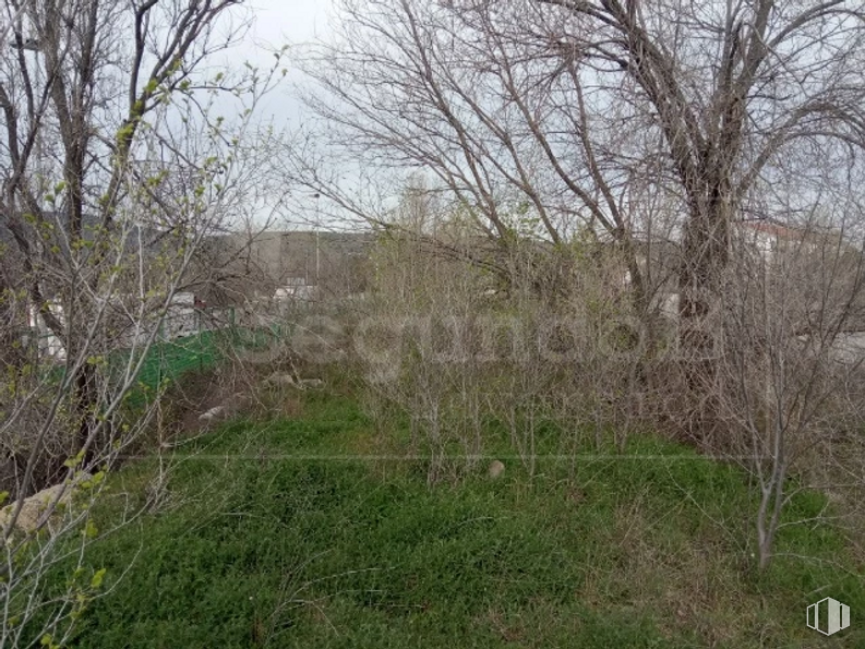 Land for sale at Calle Cruz Caídos, 12, Lozoyuela-Navas-Sieteiglesias, Madrid, 28752 with plant, plant community, natural landscape, twig, tree, sky, shrub, groundcover, trunk and grass around