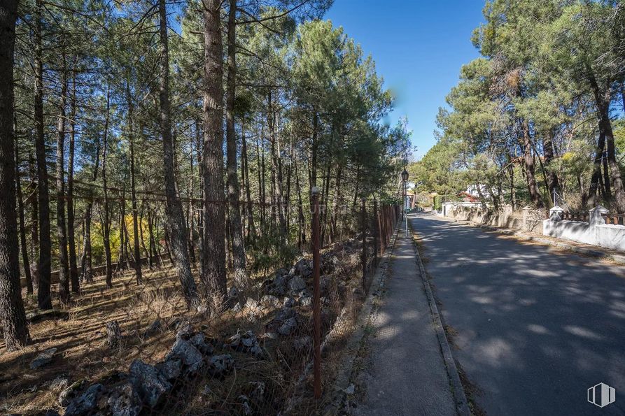 Land for sale at Calle Pino, Las Navas del Marqués, Ávila, 05239 with plant, sky, tree, wood, natural landscape, road surface, grass, landscape, asphalt and trunk around