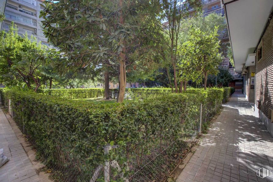 Oficina en alquiler en Calle Pedro Teixeira, 16, Tetuán, Madrid, 28020 con edificio, planta, césped, planta leñosa, árbol, cobertura del suelo, cobertura, hojas perennes, arbusto, paisaje y asfalto alrededor