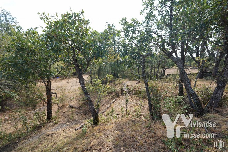 Land for sale at Polígono 9, Parcela 19, Campillo de Ranas, Guadalajara, 19223 with animal, plant, sky, natural landscape, tree, landscape, terrestrial plant, forest, soil and plantation around