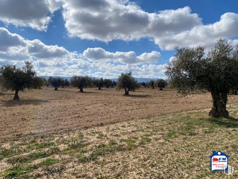 Land for sale at Carretera Sonseca - Casalgordo, Sonseca, Toledo, 45100 with animal, cloud, sky, plant, natural landscape, tree, grass, grassland, landscape and plain around