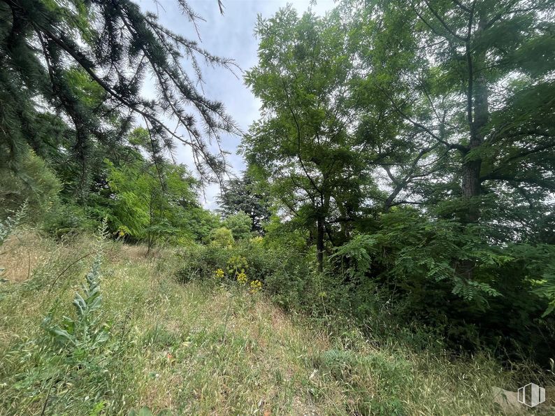 Land for sale at Zona Alameda Cuarta, Guadarrama, Madrid, 28440 with plant, sky, natural landscape, twig, tree, groundcover, terrestrial plant, landscape, trunk and grassland around