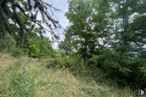 Land for sale at Zona Alameda Cuarta, Guadarrama, Madrid, 28440 with plant, sky, natural landscape, twig, tree, groundcover, terrestrial plant, landscape, trunk and grassland around