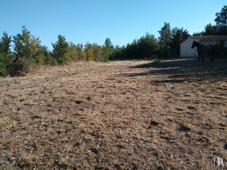 Land for sale at Camino Pelayos, Sotosalbos, Segovia, 40170 with animal, sky, plant, natural landscape, tree, landscape, grass, grassland, grass family and working animal around