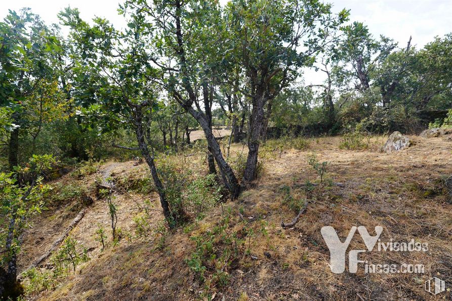 Land for sale at Polígono 9, Parcela 19, Campillo de Ranas, Guadalajara, 19223 with plant, sky, natural landscape, land lot, tree, grass, groundcover, shrub, landscape and grassland around