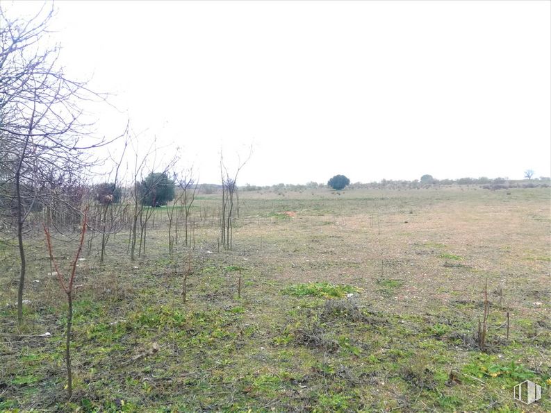 Suelo en venta en Polígono industrial El Zárate, Villarejo de Salvanés, Madrid, 28590 con animal, cielo, planta, paisaje natural, paisaje, llanura, hierba, árbol, pastizal y prado alrededor