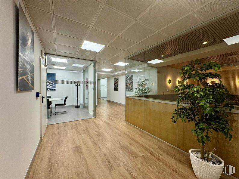 Office for rent at Plaza Carlos Trías Bertrán, 4, Tetuán, Madrid, 28020 with flowerpot, houseplant, interior design, flooring, floor, furniture, ceiling, wood, wood flooring and lighting around