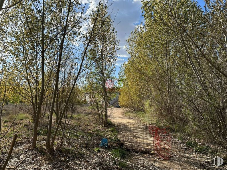 Land for sale at Zona Hospital Recoletas, Cuenca, 16003 with plant, sky, natural landscape, cloud, twig, wood, deciduous, trunk, landscape and tree around