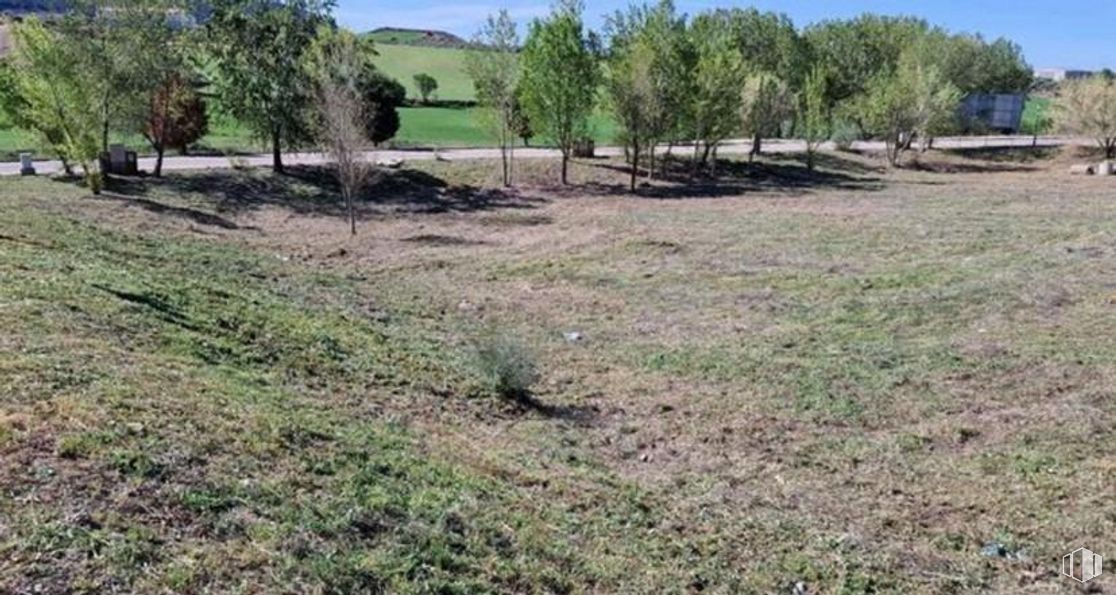 Suelo en venta en Calle Sueños, Tórtola de Henares, Guadalajara, 19198 con planta, comunidad vegetal, árbol, paisaje natural, lote de terreno, cielo, pradera, cubierta vegetal, hierba y paisaje alrededor