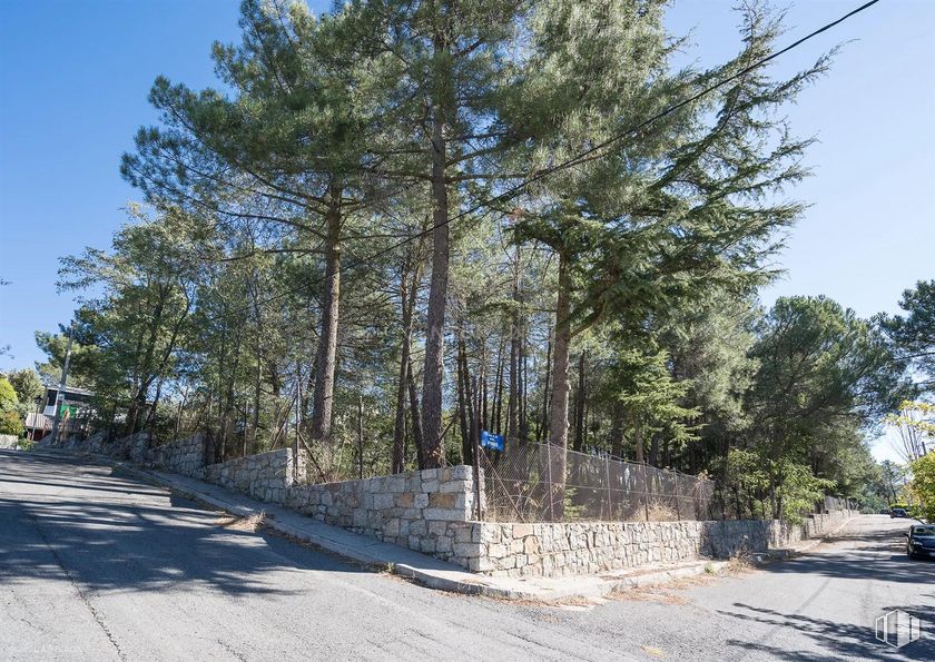 Land for sale at Calle Pino, Las Navas del Marqués, Ávila, 05239 with sky, plant, road surface, larch, trunk, asphalt, tree, evergreen, thoroughfare and road around