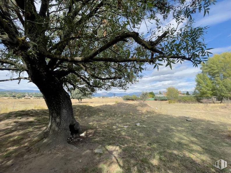 Suelo en venta en Calle Mar Egeo, 9, Galapagar, Madrid, 28260 con árbol, hierba, rama, llano, ecorregión, pradera, maletero, suelo, planta leñosa y sabana alrededor