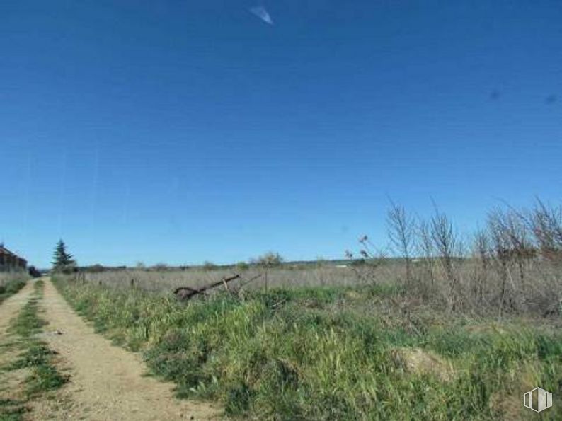 Land for sale at Conjunto Caminos, 5225 Sector Uno, Yunquera de Henares, Guadalajara, 19210 with animal, sky, plant, natural landscape, tree, grass, rural area, horizon, plain and landscape around