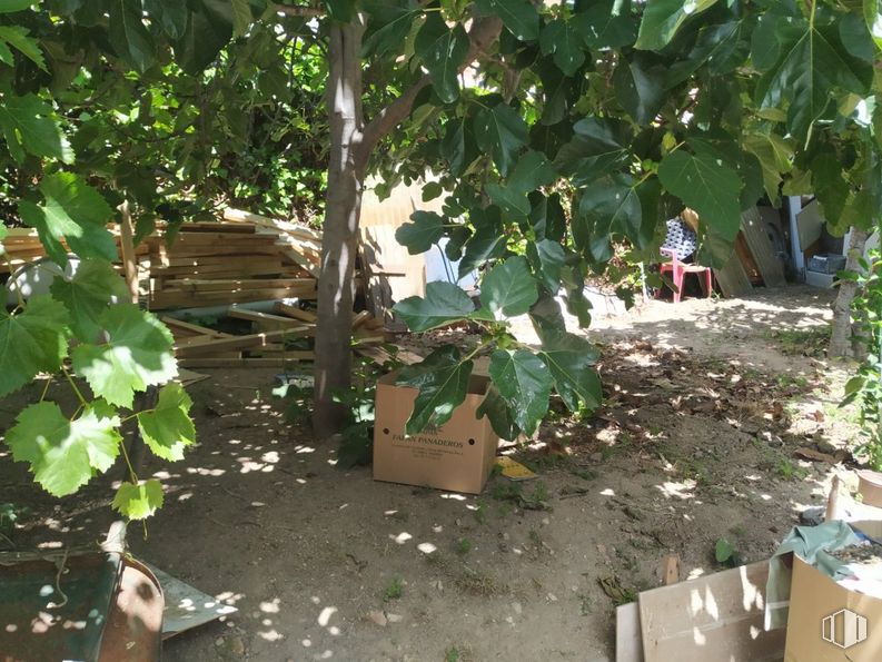 Suelo en venta en Camino Viejo de Vicálvaro, Vicálvaro, Madrid, 28032 con maceta, planta, hoja, botánica, vegetación, planta leñosa, sombra, árbol, cobertura del suelo y madera alrededor