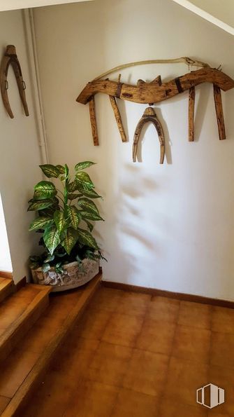 Retail for sale at Zona La Pedriza, Manzanares el Real, Madrid, 28410 with houseplant, plant, property, wood, interior design, floor, line, flooring, wall and flowerpot around