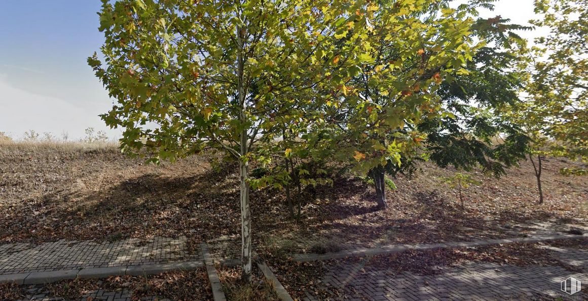 Land for sale at Plaza Sector S-1, 3101, Yebes, Guadalajara, 19141 with plant, branch, twig, tree, flowering plant, shrub, deciduous, fruit tree, flower and citrus around