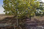 Land for sale at Plaza Sector S-1, 3101, Yebes, Guadalajara, 19141 with plant, branch, twig, tree, flowering plant, shrub, deciduous, fruit tree, flower and citrus around