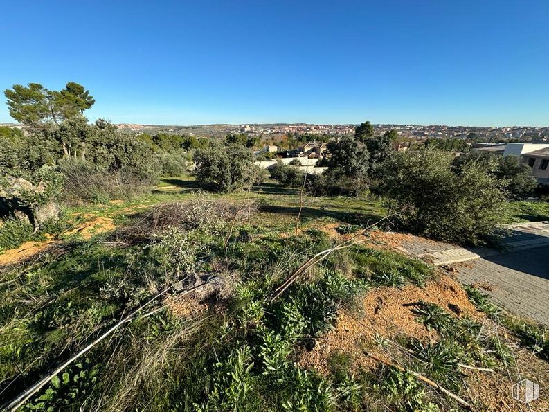 Land for sale at Carretera Navalpino, Toledo, 45004 with animal, sky, plant, natural landscape, tree, slope, groundcover, terrestrial plant, grassland and grass around