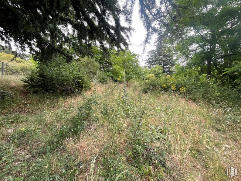 Land for sale at Zona Alameda Cuarta, Guadarrama, Madrid, 28440 with plant, plant community, natural landscape, tree, grass, groundcover, terrestrial plant, landscape, grassland and shrub around