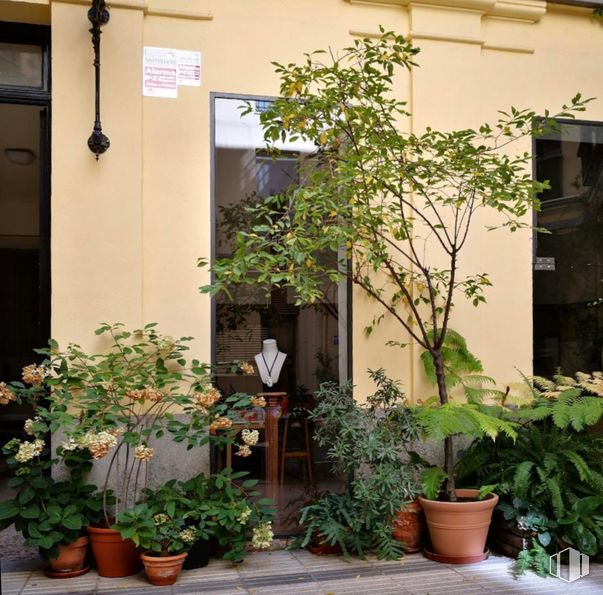 Retail for rent at Calle Conde de Romanones, 5, Centro, Madrid, 28012 with flowerpot, lighting, plant, building, houseplant, fixture, neighbourhood, wall, shrub and tints and shades around