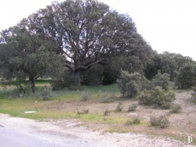 Land for sale at Calle Dehesa, Maello, Ávila, 05292 with plant, sky, natural landscape, grass, tree, grassland, landscape, road, asphalt and shrub around