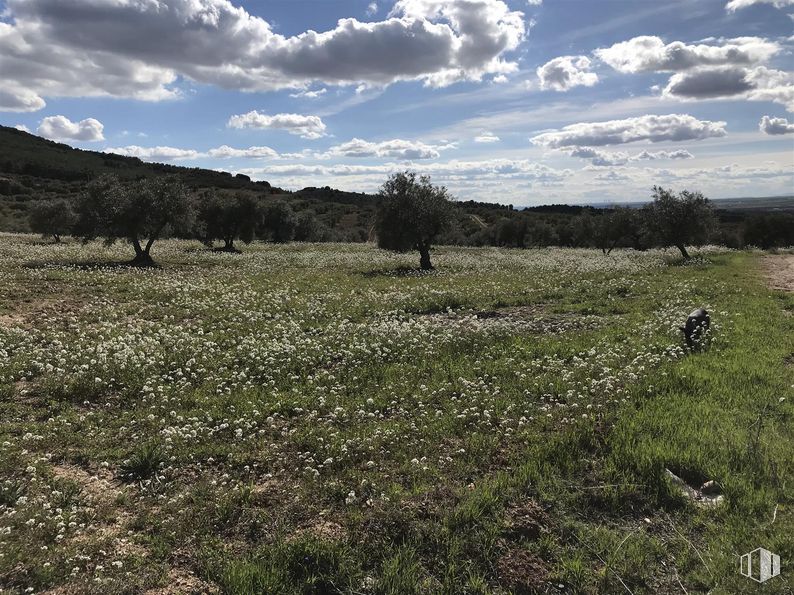 Land for sale at Finca Valdeapa, Chiloeches, Guadalajara, 19160 with cloud, sky, plant, flower, people in nature, natural landscape, natural environment, tree, land lot and grassland around