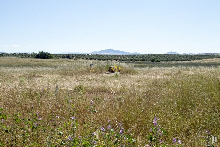 Suelo en venta en Camino Fuente Cordel, Argés, Toledo, 45122 con cielo, planta, comunidad de plantas, entorno natural, paisaje natural, hierba, pastizal, llanura, árbol y planta herbácea alrededor