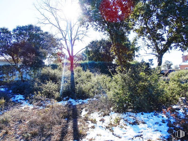 Land for sale at Urbanización las Suertes, Pioz, Guadalajara, 19162 with plant, sky, blue, natural landscape, branch, sunlight, window, tree, snow and freezing around