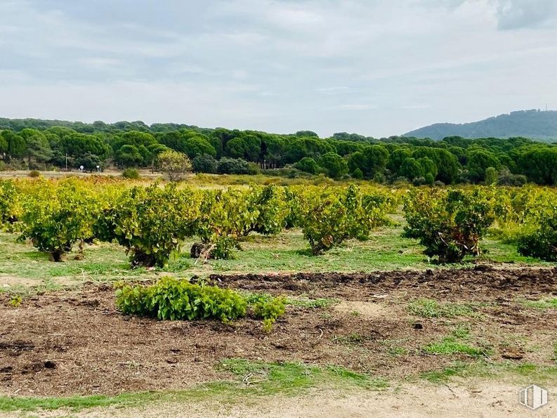 Land for sale at Carretera N-403, San Martín de Valdeiglesias, Madrid, 28680 with plant, sky, cloud, natural landscape, agriculture, plain, groundcover, landscape, shrub and grass around