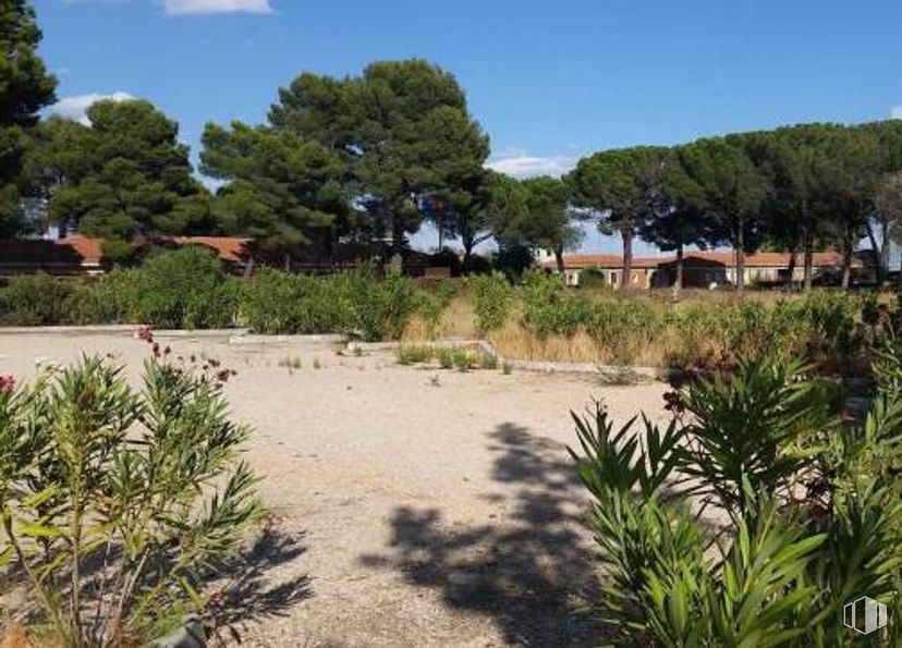 Suelo en venta en Avenida Aragón, Parcela T.3.3 402, San Blas - Canillejas, Madrid, 28022 con planta, nube, cielo, comunidad de plantas, ecorregión, naturaleza, árbol, paisaje natural, lote de tierra y arecales alrededor