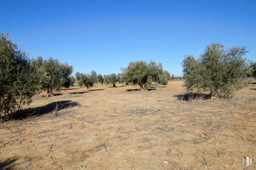 Land for sale at Zona Camino de Jumela, Gálvez, Toledo, 45164 with sky, plant, natural landscape, tree, plain, grassland, grass, landscape, road and sand around