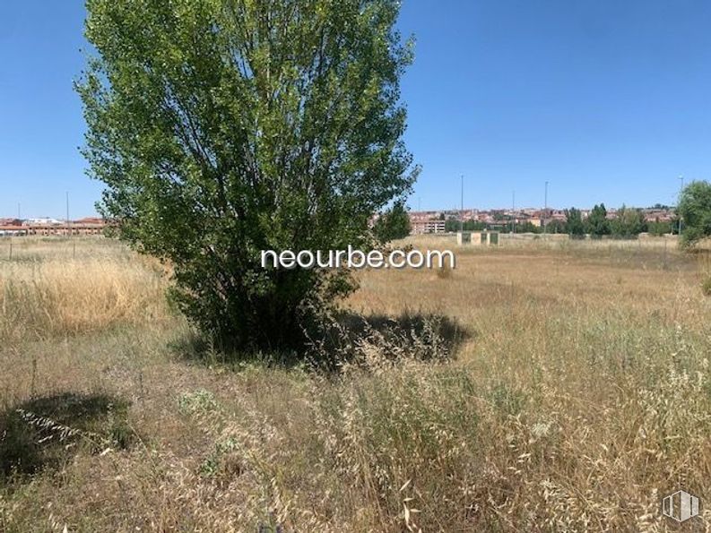 Land for sale at Calle Bartolomé de las Casas, Ávila, 05002 with plant, sky, natural landscape, tree, woody plant, grass, shrub, landscape, grassland and meadow around