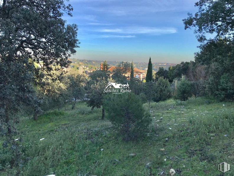 Land for sale at Calle Gerifalte, Las Rozas de Madrid, Madrid, 28230 with plant, sky, cloud, natural landscape, branch, tree, sunlight, grass, landscape and dusk around