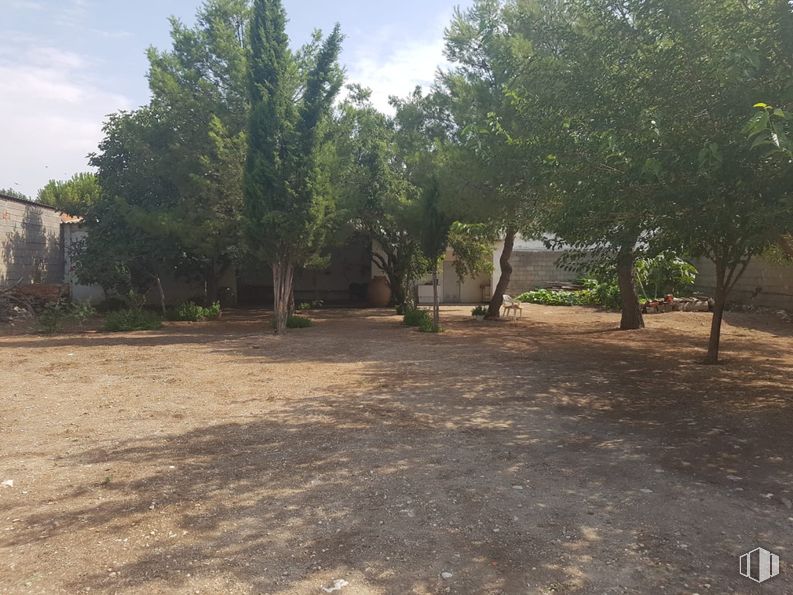 Suelo en venta en Centro urbano, Corral de Almaguer, Toledo, 45880 con planta leñosa, suelo, sombra, patio trasero, patio, calzada y sombra alrededor