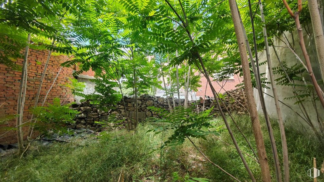 Land for sale at Avenidas Rey Juan Carlos I, 10, Robledo de Chavela, Madrid, 28294 with plant, plant community, natural landscape, terrestrial plant, wood, trunk, twig, groundcover, grass and landscape around