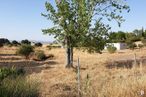 Suelo en venta en Zona Escalona, Escalona, Toledo, 45910 con planta, cielo, comunidad de plantas, paisaje natural, árbol, lote de tierra, planta leñosa, llanura, pastizal y paisaje alrededor